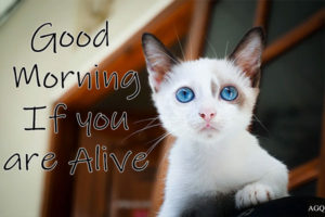 Good Morning Cat Images funny