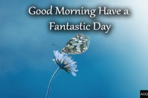 Good Morning Images with Butterfly, have a fantastic day