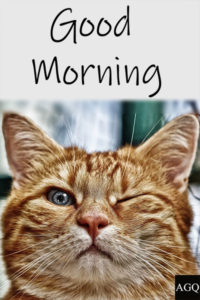 good morning cat meme