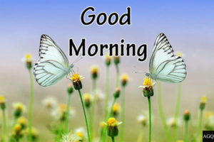 two butterfly Good Morning Picture
