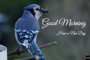 beautiful good morning birds images