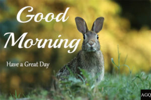 good morning animal images have a nice day