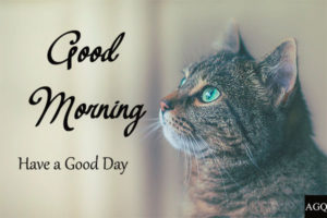 20+ Good Morning Animal Images and Pictures