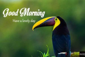 good morning bird images