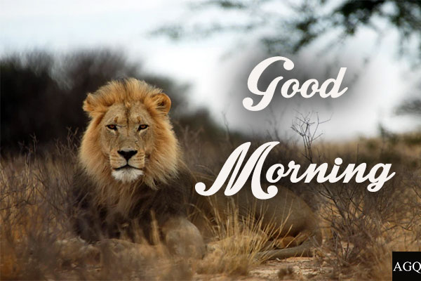 20+ Good Morning Animal Images and Pictures