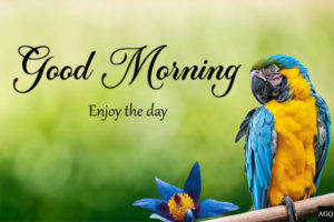 love bird good morning images with parrot