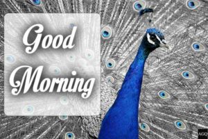 peacock good morning birds images