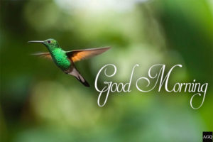 28 Good Morning Birds Images Free Download