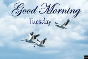 Good Morning Tuesday Images birds