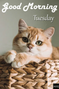 Good Morning Tuesday Images cat