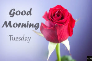 Good Morning Tuesday Images flower