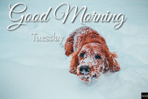 Good Morning Tuesday Images winter