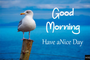 good morning flowers images birds