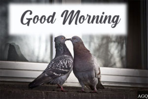 good morning kiss images birds