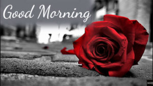 rose good morning kiss images