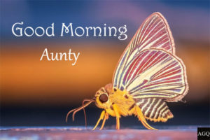 Good Morning Aunty Images butterfly