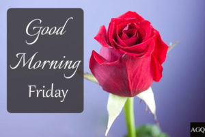 Good Morning Friday Images red-rose