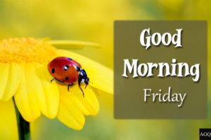 Good Morning Friday Images yellow-flower
