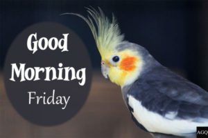 parrot Good Morning Friday Images