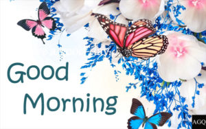good morning butterfly images download