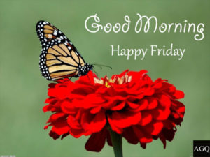 good morning friday butterfly images
