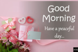 good morning pink rose flower