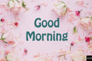 good morning pink rose flower images