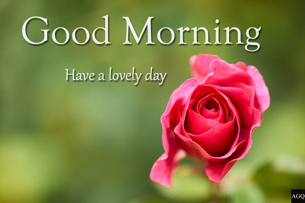 Good Morning Pink Rose Images and Wallpapers