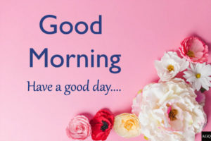 good morning pink white rose