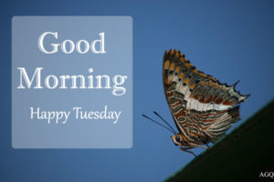 good morning tuesday butterfly images