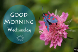 good morning wednesday butterfly images