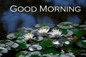 good morning lotus