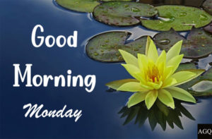 good morning monday yellow lotus