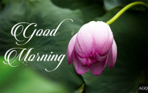 good morning pink lotus