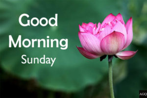 good morning sunday lotus