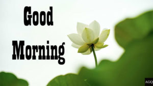 good morning white lotus