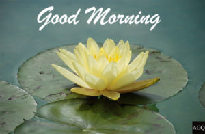 good morning yellow lotus