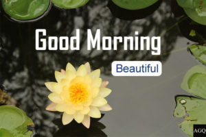 lotus beautiful flowers good morning images