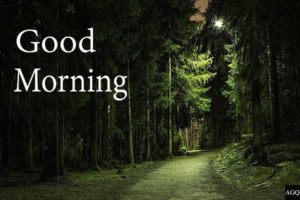 Good Morning Forest Images Hd