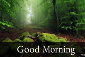 Good Morning Forest Images with wishes