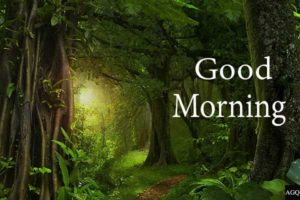 Good Morning Forest Tree Images