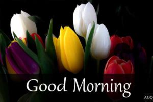 good morning tulips hd images