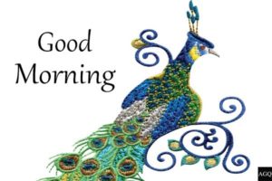 free good morning peacock images
