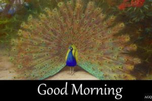 good morning dancing peacock images