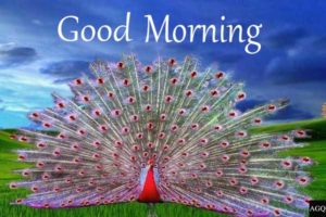 good morning peacock image