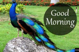 good morning peacock images