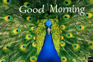 good morning peacock photo
