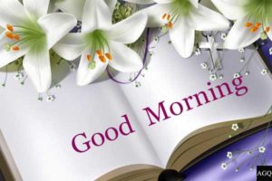 Good Morning Lily Flower Images