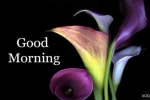 Good Morning Lily Flower Images hd