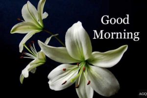 Good Morning White Lily Flower Images